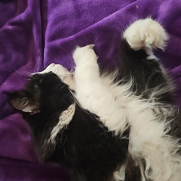 Nap time 💤 - Picture 4 of 8